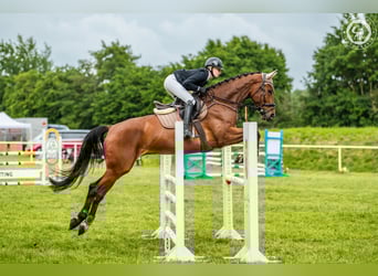 Deutsches Sportpferd, Wallach, 7 Jahre, 175 cm, Brauner