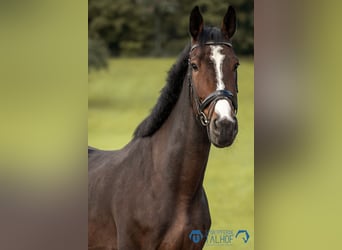 Deutsches Sportpferd, Wallach, 7 Jahre, 175 cm, Brauner