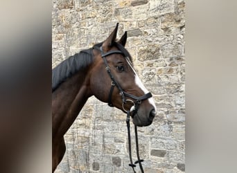 Deutsches Sportpferd, Wallach, 7 Jahre, 175 cm, Dunkelbrauner