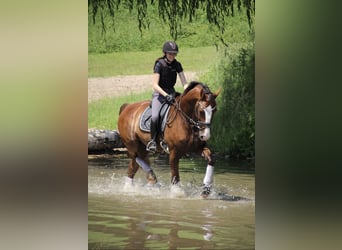 Deutsches Sportpferd, Wallach, 7 Jahre, 175 cm, Dunkelfuchs