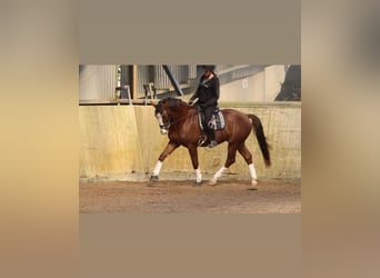 Deutsches Sportpferd, Wallach, 7 Jahre, 175 cm, Dunkelfuchs
