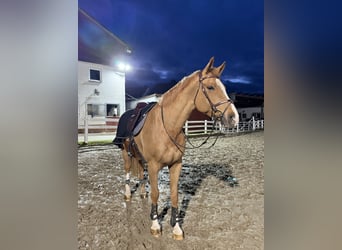 Deutsches Sportpferd, Wallach, 7 Jahre, 175 cm, Fuchs