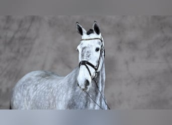 Deutsches Sportpferd, Wallach, 7 Jahre, 175 cm, Schimmel