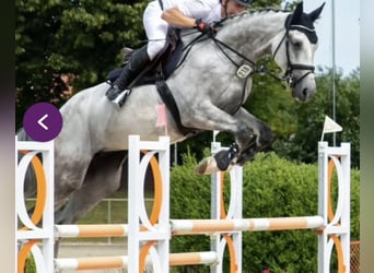 Deutsches Sportpferd, Wallach, 7 Jahre, 175 cm, Schimmel