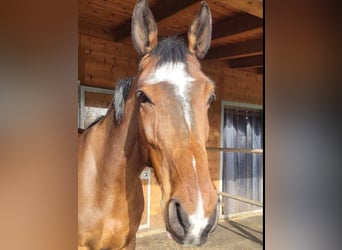 Deutsches Sportpferd, Wallach, 7 Jahre, 176 cm, Brauner