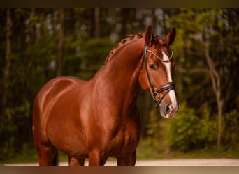 Deutsches Sportpferd, Wallach, 7 Jahre, 176 cm, Dunkelfuchs
