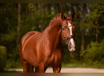 Deutsches Sportpferd, Wallach, 7 Jahre, 176 cm, Dunkelfuchs