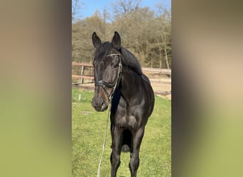Deutsches Sportpferd, Wallach, 7 Jahre, 176 cm