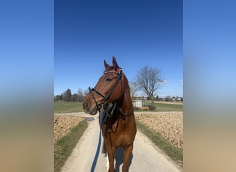 Deutsches Sportpferd, Wallach, 7 Jahre, 176 cm, Fuchs