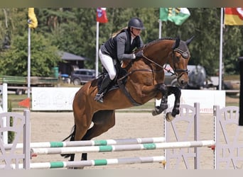 Deutsches Sportpferd, Wallach, 7 Jahre, 177 cm, Brauner