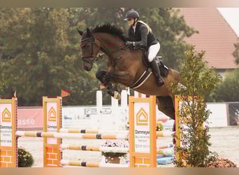 Deutsches Sportpferd, Wallach, 7 Jahre, 177 cm, Brauner