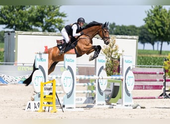 Deutsches Sportpferd, Wallach, 7 Jahre, 177 cm, Brauner