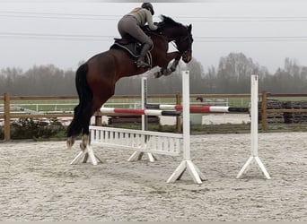 Deutsches Sportpferd, Wallach, 7 Jahre, 177 cm, Brauner