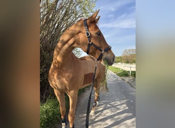 Deutsches Sportpferd, Wallach, 7 Jahre, 177 cm, Fuchs