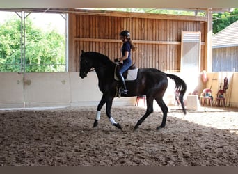 Deutsches Sportpferd, Wallach, 7 Jahre, 177 cm, Rappe