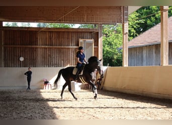 Deutsches Sportpferd, Wallach, 7 Jahre, 177 cm, Rappe