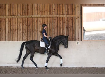 Deutsches Sportpferd, Wallach, 7 Jahre, 177 cm, Rappe