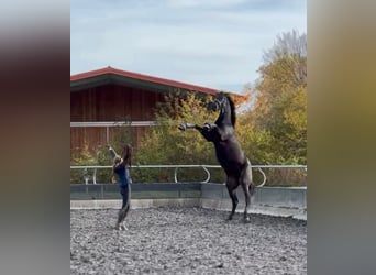 Deutsches Sportpferd, Wallach, 7 Jahre, 177 cm, Rappe