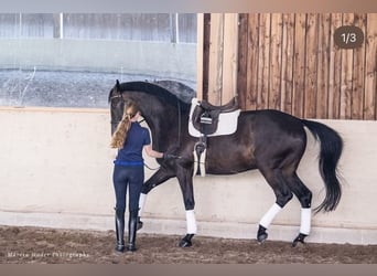 Deutsches Sportpferd, Wallach, 7 Jahre, 177 cm, Rappe