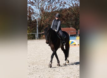 Deutsches Sportpferd, Wallach, 7 Jahre, 179 cm, Dunkelbrauner