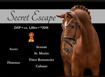 Deutsches Sportpferd, Wallach, 7 Jahre, 180 cm, Fuchs