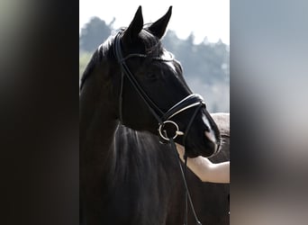 Deutsches Sportpferd, Wallach, 7 Jahre, 180 cm, Rappe