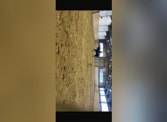 Deutsches Sportpferd, Wallach, 7 Jahre, 180 cm, Rappe