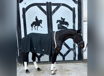 Deutsches Sportpferd, Wallach, 7 Jahre, 180 cm, Schwarzbrauner