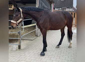Deutsches Sportpferd, Wallach, 7 Jahre, 182 cm, Brauner