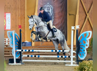 Deutsches Sportpferd, Wallach, 7 Jahre, 183 cm, Schimmel