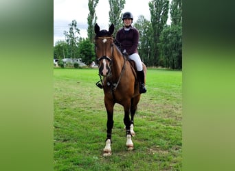 Deutsches Sportpferd, Wallach, 7 Jahre, 184 cm, Brauner