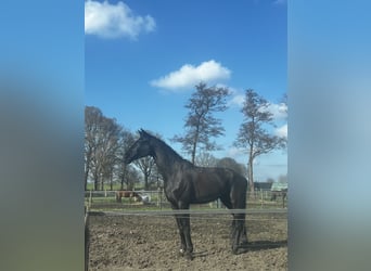 Deutsches Sportpferd, Wallach, 7 Jahre, 187 cm, Schwarzbrauner