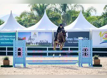 Deutsches Sportpferd, Wallach, 7 Jahre, Brauner
