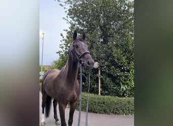 Deutsches Sportpferd, Wallach, 7 Jahre