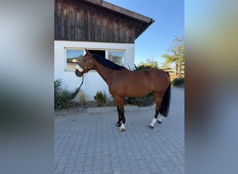 Deutsches Sportpferd, Wallach, 8 Jahre, 161 cm, Brauner