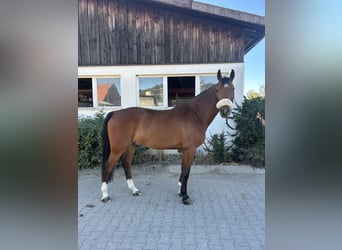 Deutsches Sportpferd, Wallach, 8 Jahre, 161 cm, Brauner