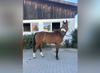 Deutsches Sportpferd, Wallach, 8 Jahre, 161 cm, Brauner