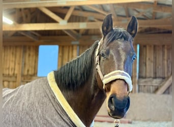 Deutsches Sportpferd, Wallach, 8 Jahre, 163 cm, Brauner