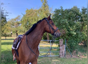 Deutsches Sportpferd, Wallach, 8 Jahre, 164 cm, Brauner