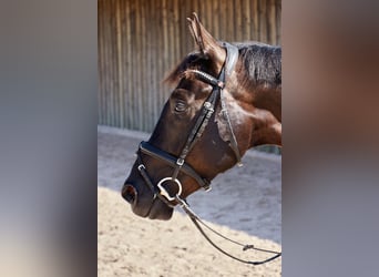 Deutsches Sportpferd, Wallach, 8 Jahre, 164 cm, Schwarzbrauner