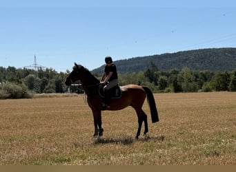 Deutsches Sportpferd, Wallach, 8 Jahre, 165 cm, Brauner