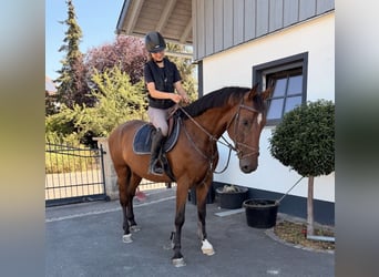 Deutsches Sportpferd, Wallach, 8 Jahre, 165 cm, Brauner