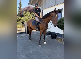 Deutsches Sportpferd, Wallach, 8 Jahre, 165 cm, Brauner