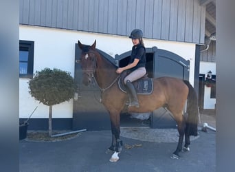 Deutsches Sportpferd, Wallach, 8 Jahre, 165 cm, Brauner