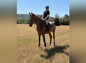 Deutsches Sportpferd, Wallach, 8 Jahre, 165 cm, Brauner