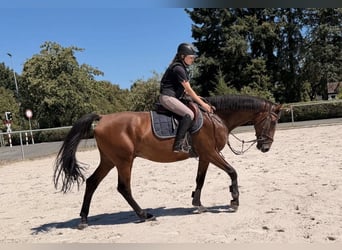 Deutsches Sportpferd, Wallach, 8 Jahre, 165 cm, Brauner