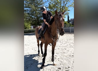 Deutsches Sportpferd, Wallach, 8 Jahre, 165 cm, Brauner
