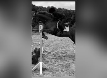Deutsches Sportpferd, Wallach, 8 Jahre, 165 cm, Fuchs
