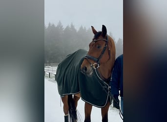 Deutsches Sportpferd, Wallach, 8 Jahre, 166 cm, Brauner