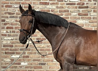 Deutsches Sportpferd, Wallach, 8 Jahre, 166 cm, Brauner